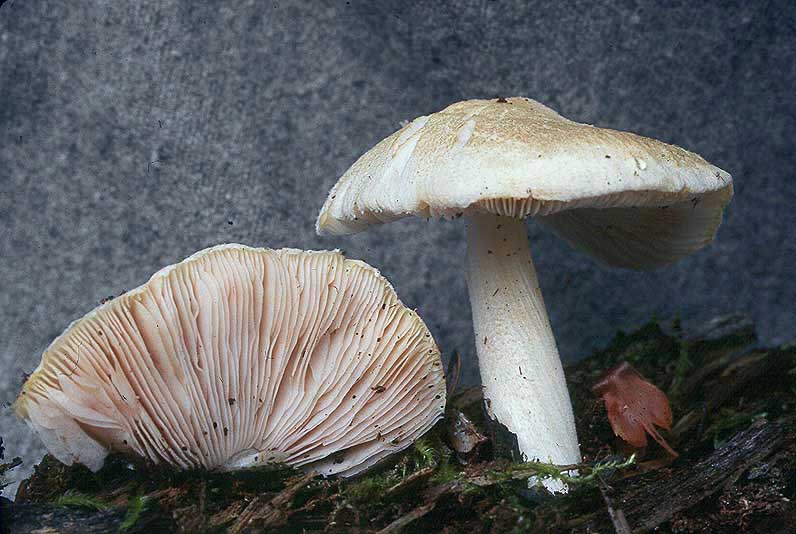 Pluteus tomentosulus